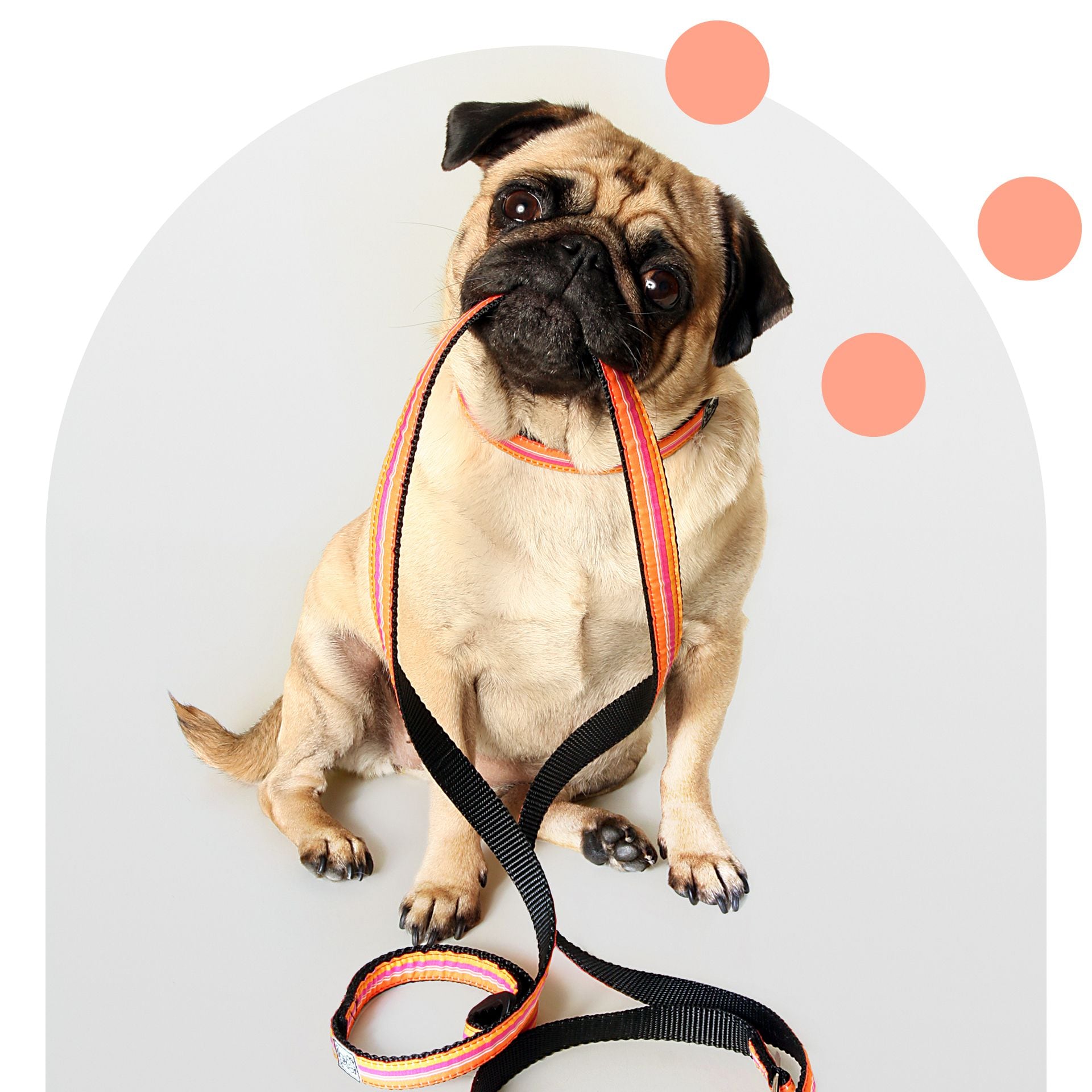 Pet store stonestown deals
